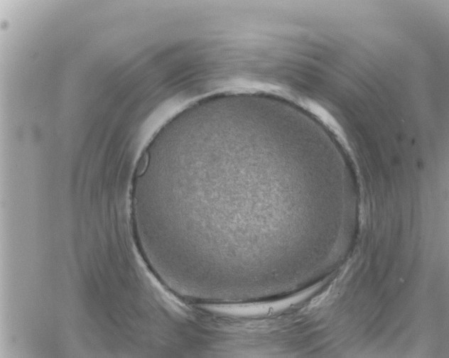 X0000066511183200603241259