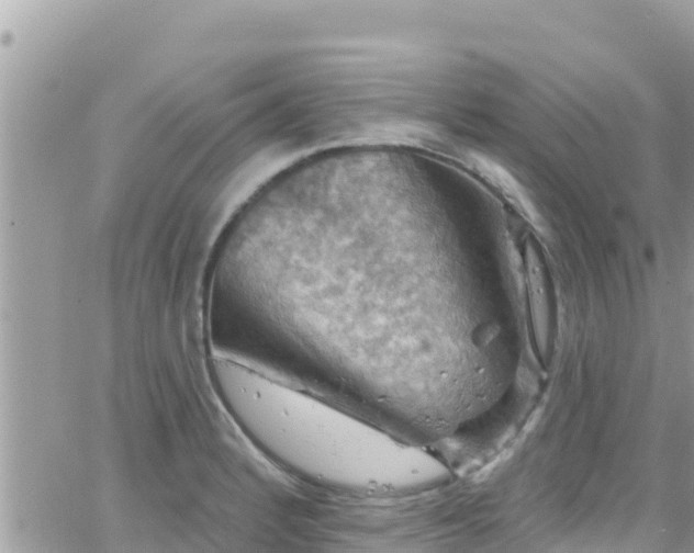 X0000066511184200603241259