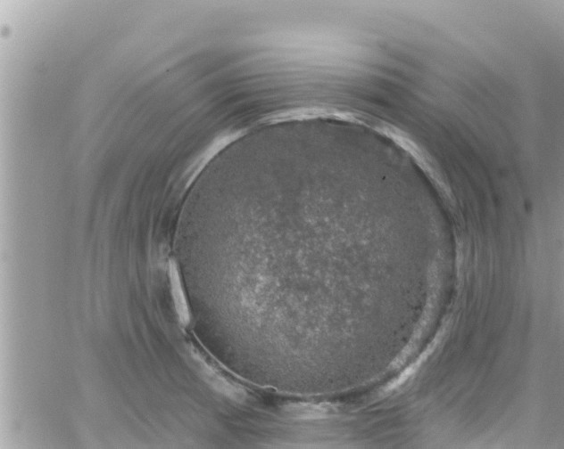 X0000066511185200603241259