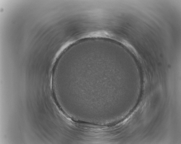 X0000066511224200603241258