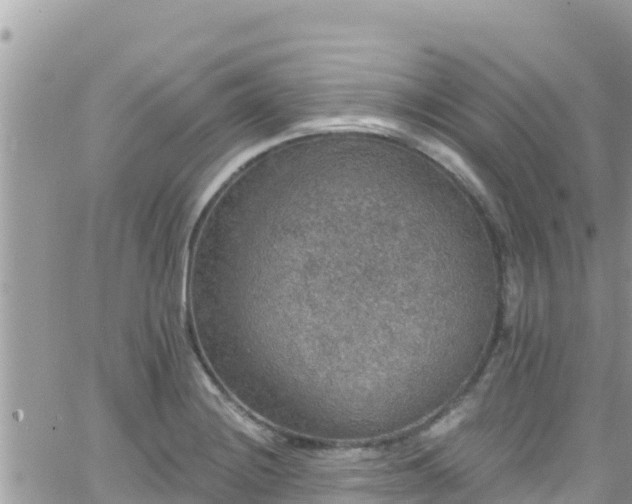 X0000066511228200603241258