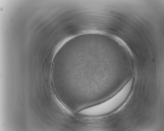 X0000066511244200603241258