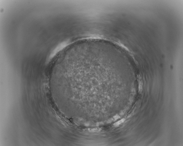 X0000066511255200603241258