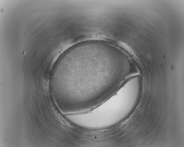 X0000066511260200603241258