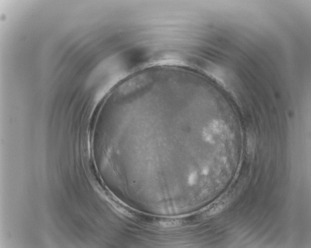 X0000066511274200603241257