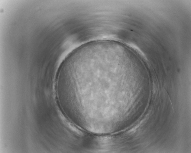 X0000066511278200603241257