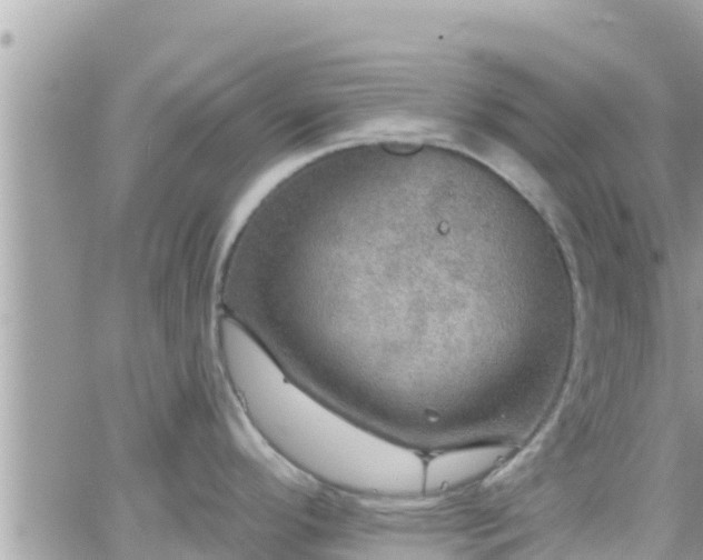 X0000066511296200603241257