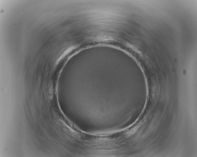 X0000066511306200603241256