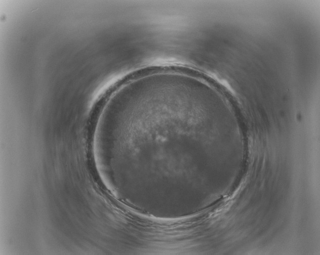 X0000066511311200603241256