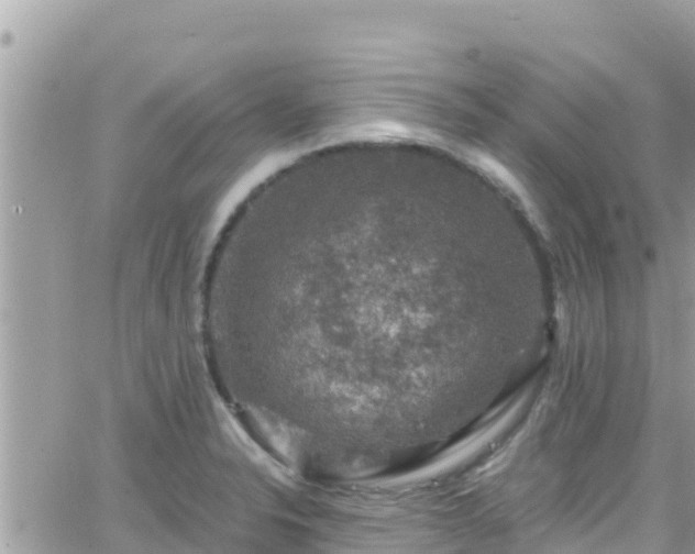 X0000066511326200603241257