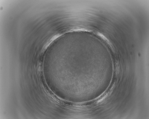 X0000066511361200603241256