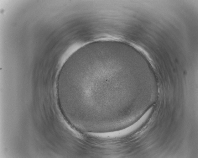 X0000066511375200603241256