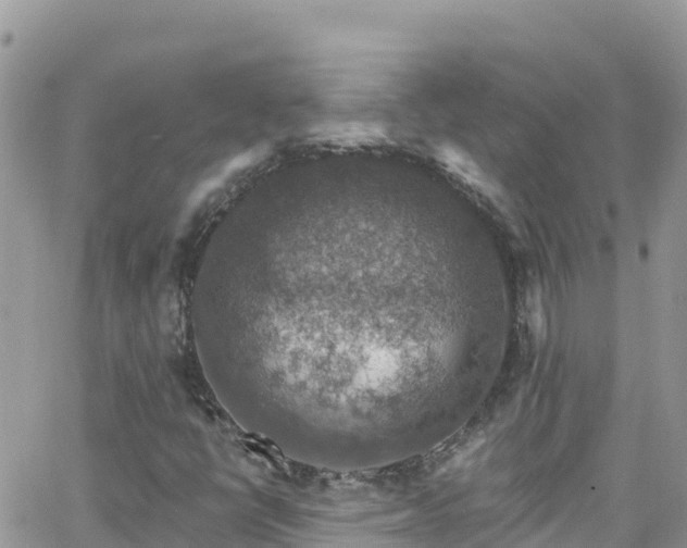 X0000066511398200603241255