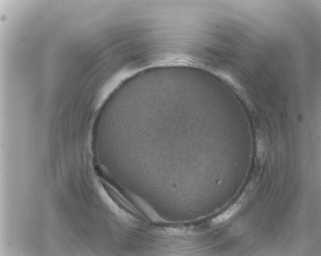 X0000066511422200603241255