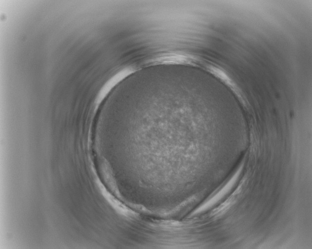 X0000066511426200603241255