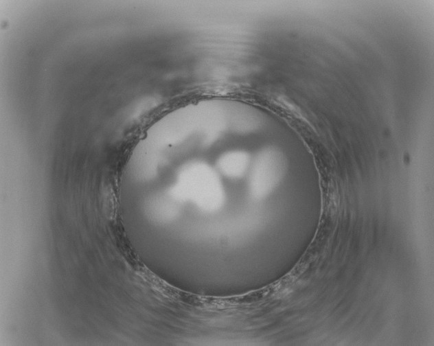 X0000066511446200603241255