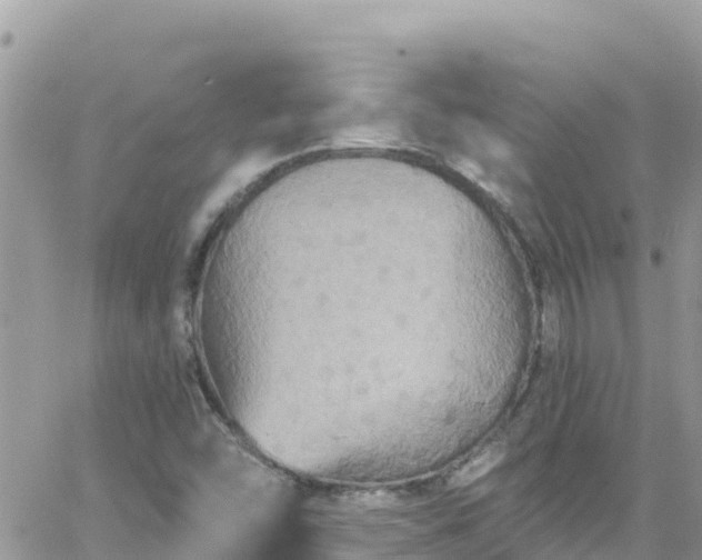 X0000066511454200603241254