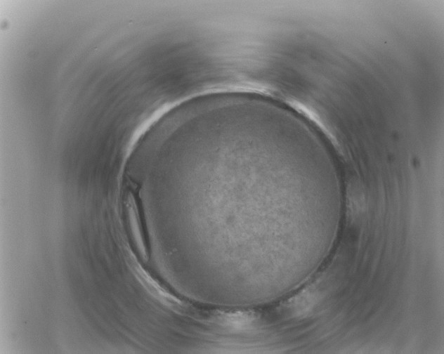 X0000066511460200603241254