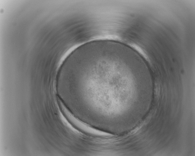 X0000066511468200603241254