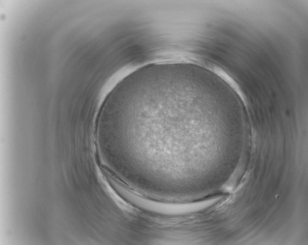 X0000066511485200603241254