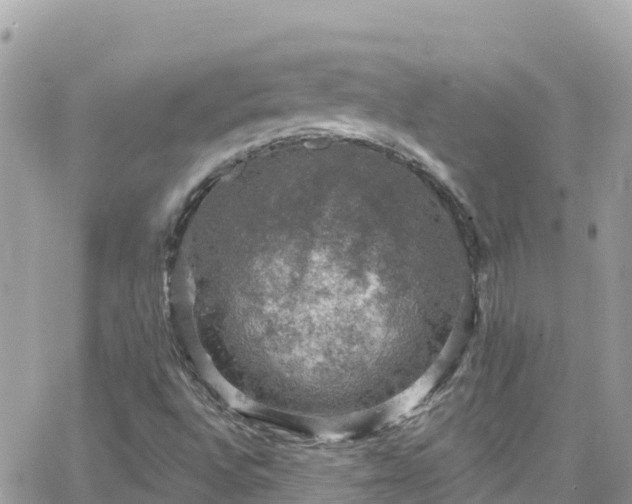 X0000066511496200603241253