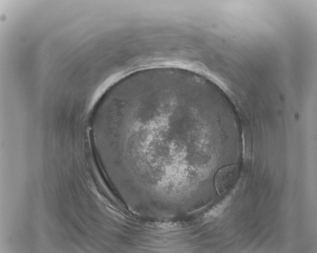 X0000066511501200603241253