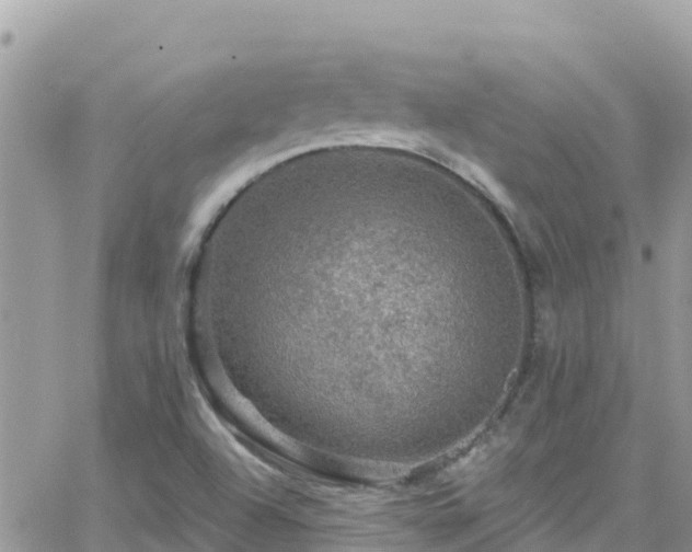 X0000066511504200603241253