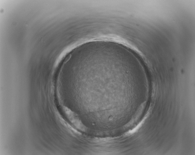 X0000066511506200603241253