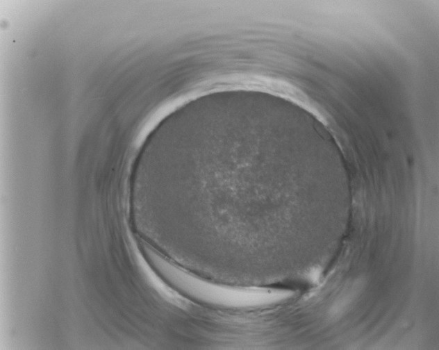 X0000066511523200603241254