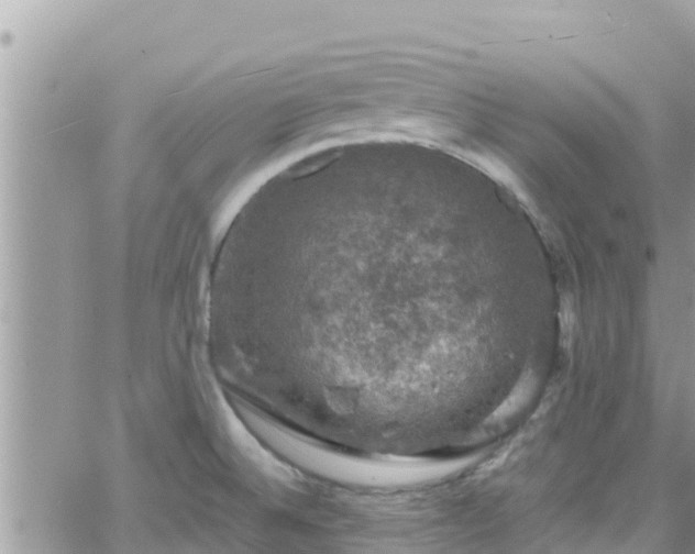 X0000066511524200603241254