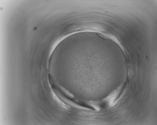 X0000066511532200603241254