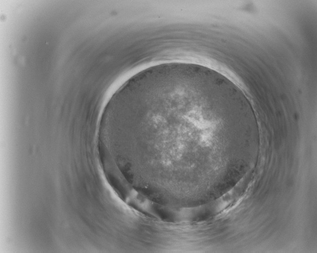 X0000066511536200603241254