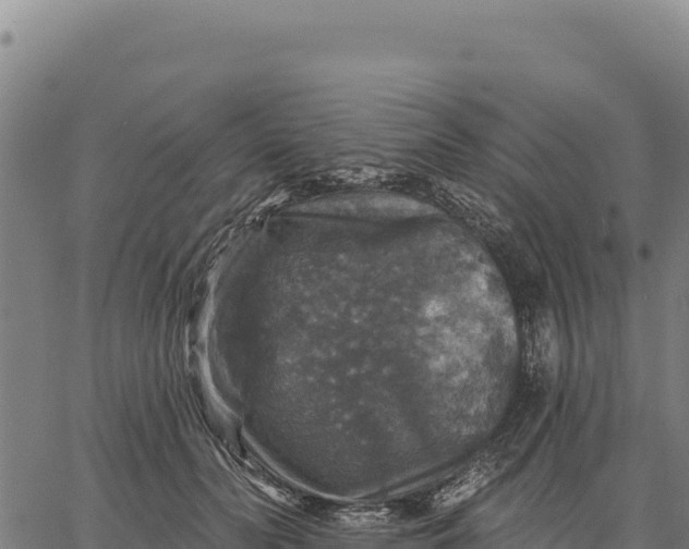 X0000066510606200603311731