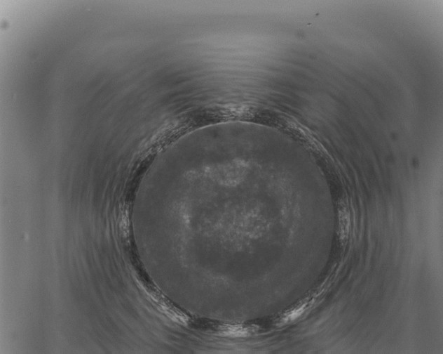 X0000066510613200603311731