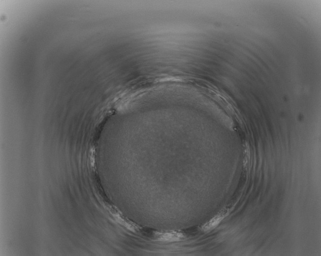 X0000066510621200603311731