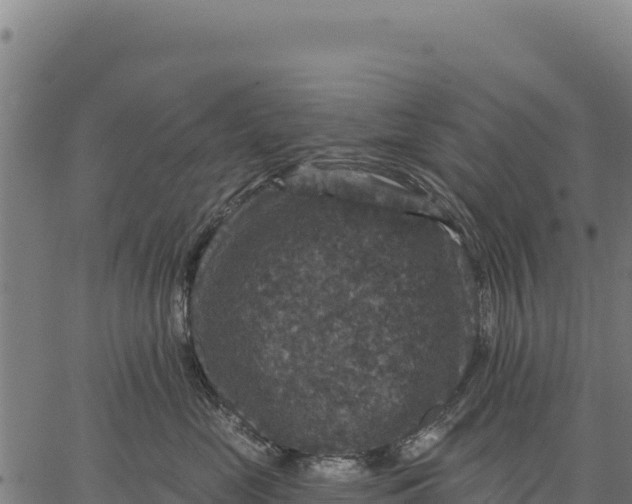 X0000066510669200603311731