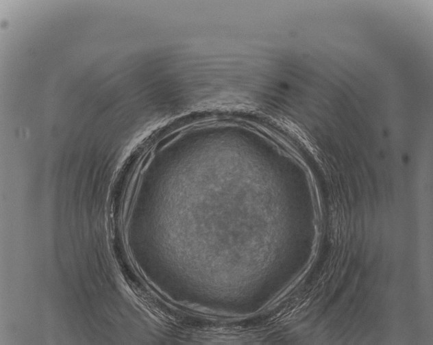 X0000066510680200603311730