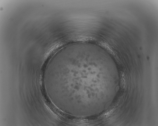 X0000066510683200603311730