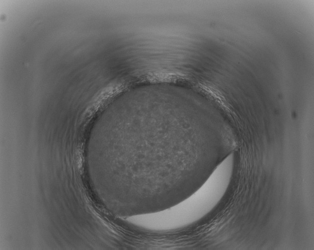 X0000066510687200603311730