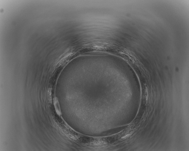 X0000066510696200603311730