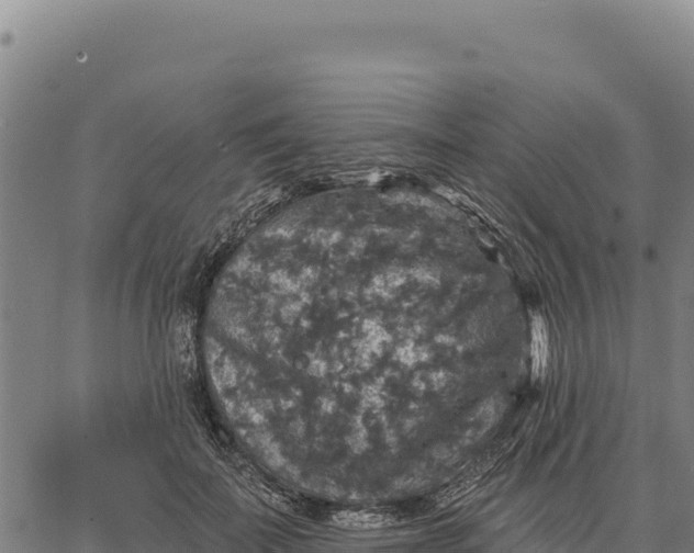 X0000066510699200603311730