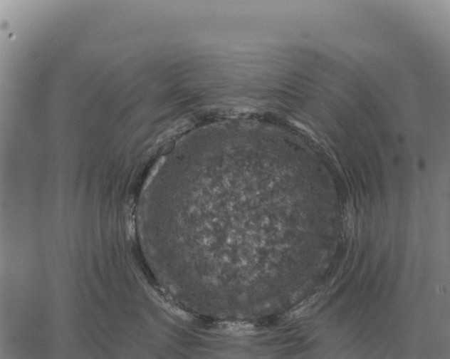 X0000066510719200603311729