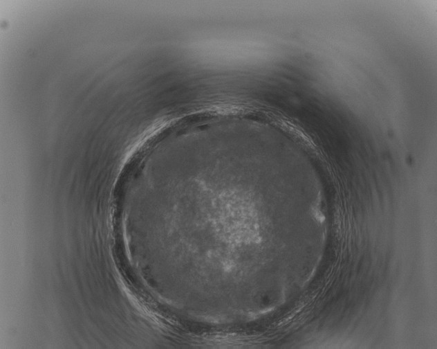 X0000066510730200603311729