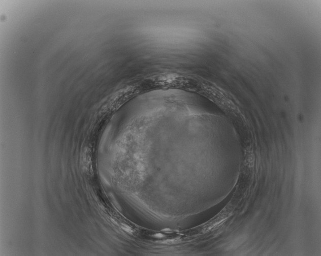 X0000066510754200603311729