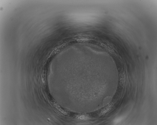 X0000066510755200603311729