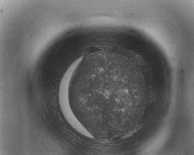 X0000066510765200603311729