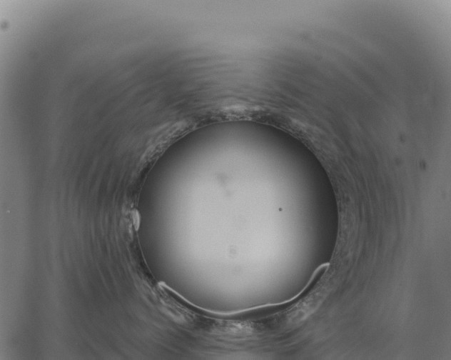 X0000066510768200603311729