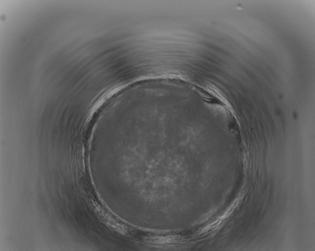 X0000066510781200603311728