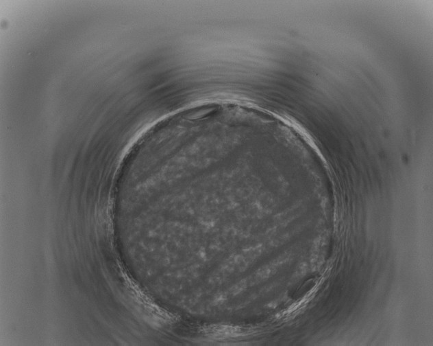 X0000066510783200603311728