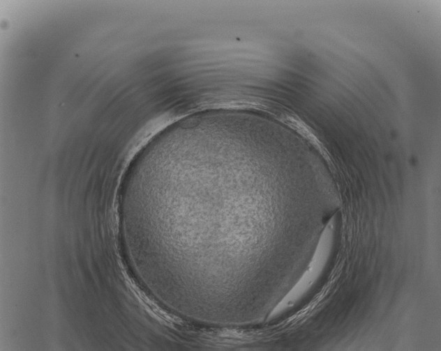 X0000066510787200603311728